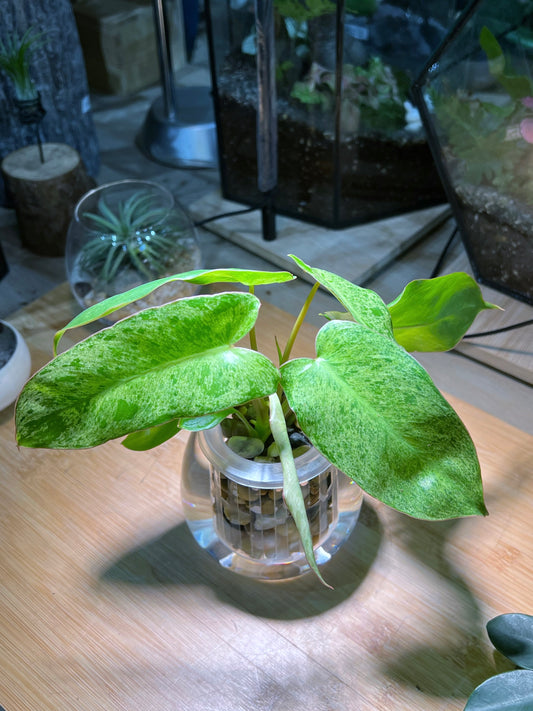 Philodendron in Round Water Based Glass