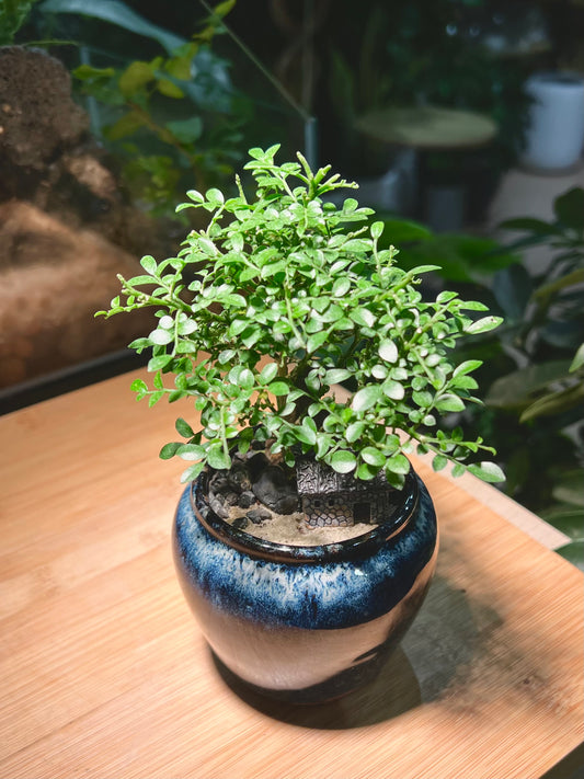 Muraya Arrangement with House Figurine in Wave Sea Blue Ceramic Pot