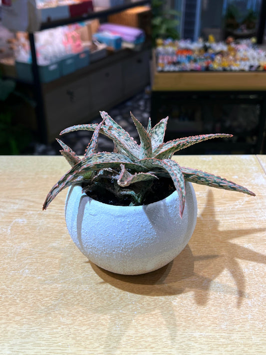 Aloe Pink Blush in Sea Blue Claypot