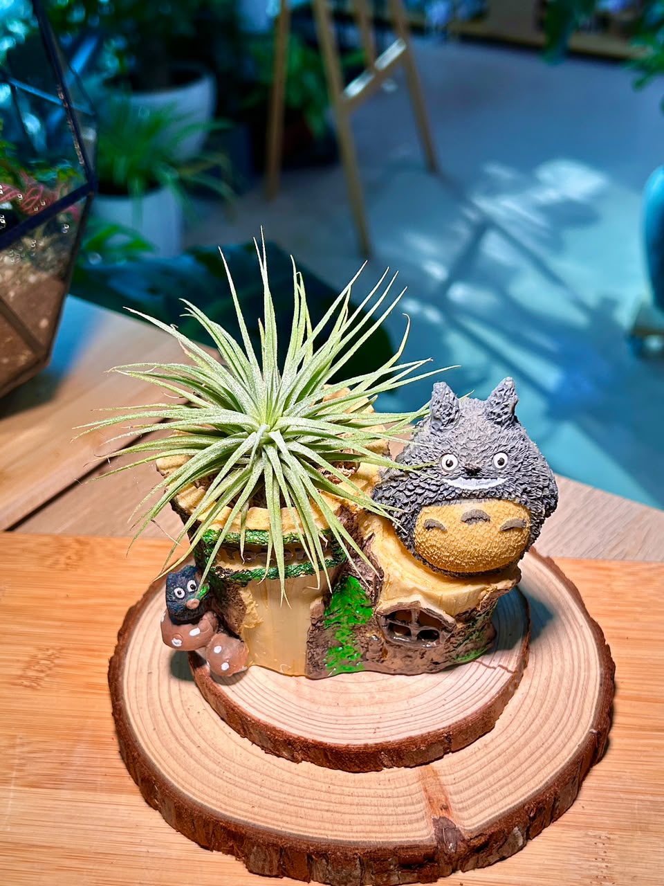 Airplant on Totoro Resting Pot