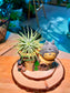 Airplant on Totoro Resting Pot