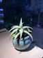 Sunset Aloe in Broken Designed Pot
