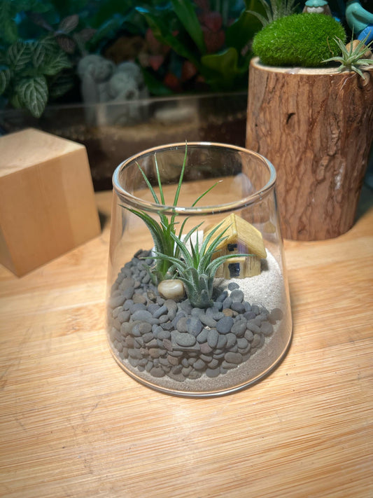 Airplant in Fuji Glass