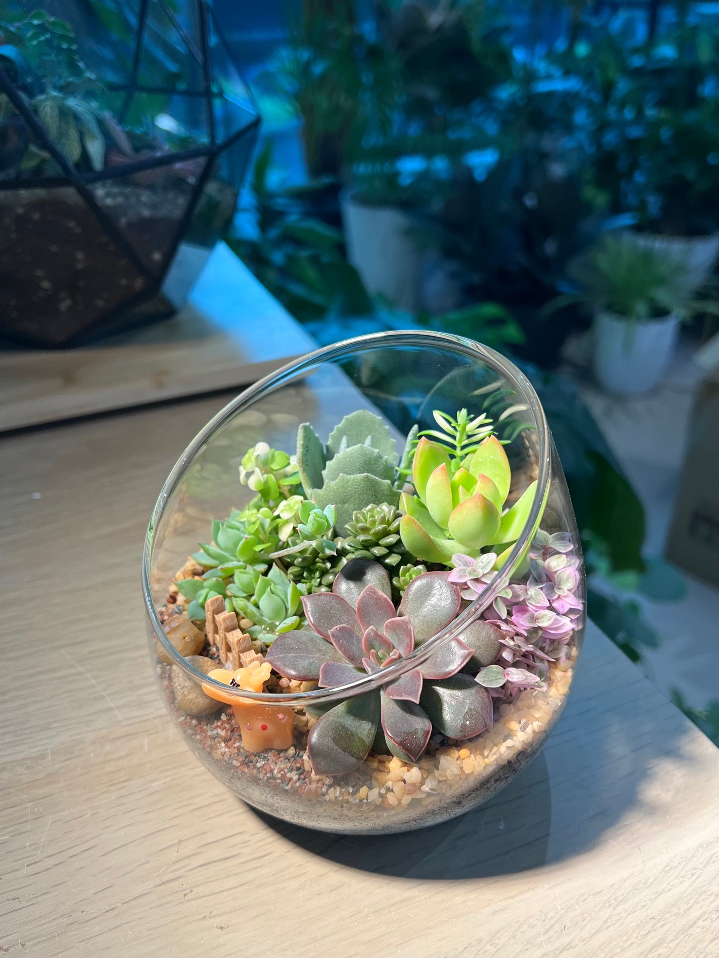 Succulent Arrangement in Slanted Glass Terrarium (L)