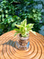 Pothos Njoy in Fuji Fishbowl Glass