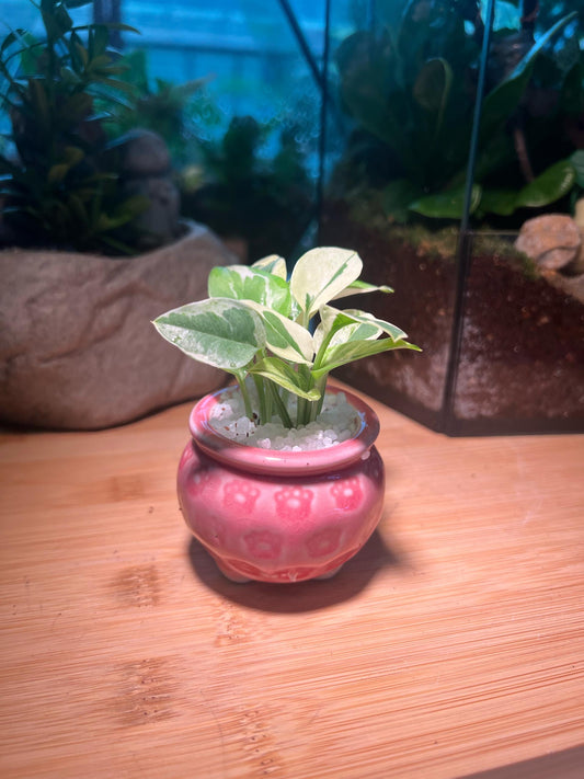 Golden Pothos in Pink Ceramic Pot