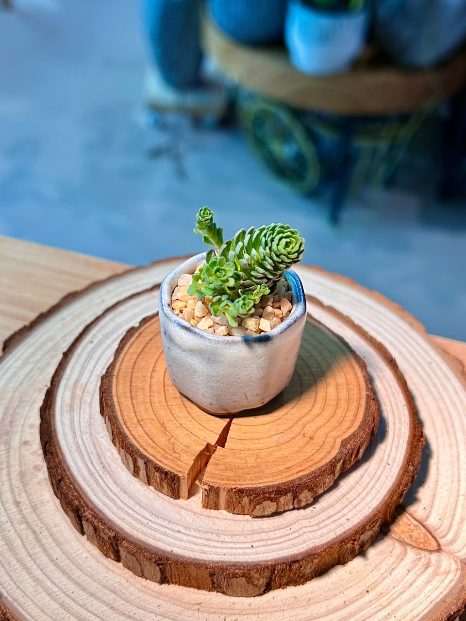 Crassula Tom Thumb (Succulent) in Ceramic Pot