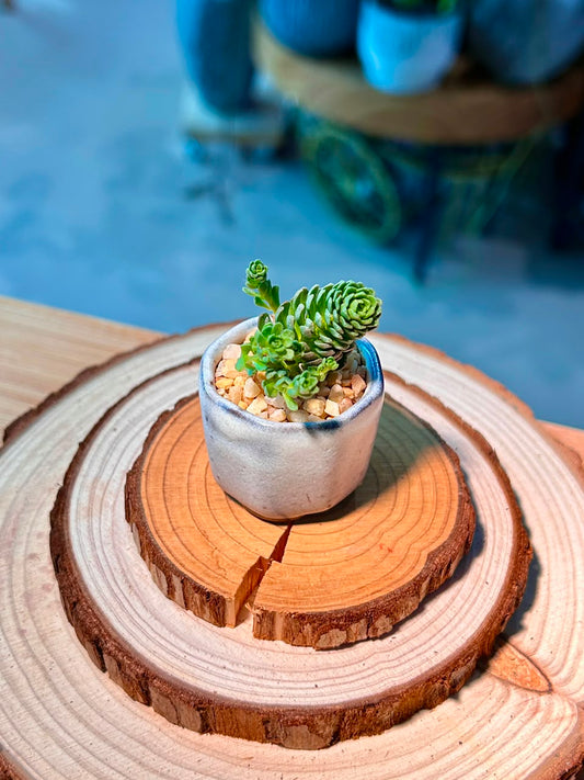 Crassula Tom Thumb (Succulent) in Ceramic Pot