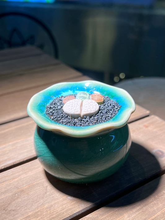 Lithops Paw in Handmade Petal Edge Ceramic Pot