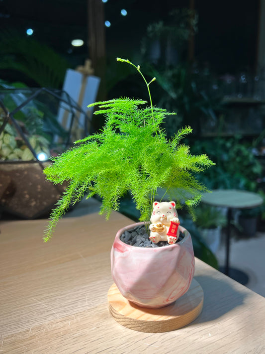 Asparagus Fern (文竹) in Marble Ceramic Pot