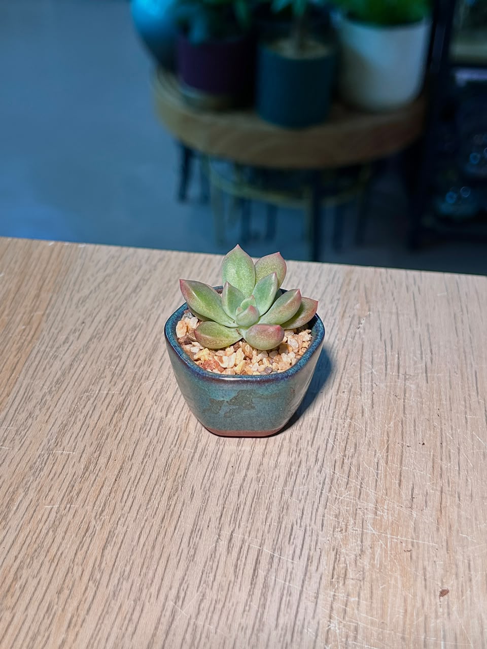 Baby Graptosedum California Sunset (加州夕阳) in a Glazed Ceramic Pot