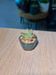 Baby Graptosedum California Sunset (加州夕阳) in a Glazed Ceramic Pot