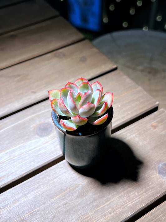 Echeveria in Envy Green Ceramic Pot