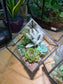 Succulent Arrangement in Black Frame Cubical Terrarium