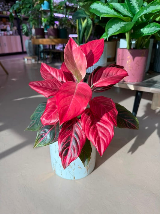 Aglaonema (εε©ηΊ’) in Yellow White Ceramic Pot