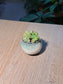 Graptopetalum Amethystinum (桃蛋多肉) Succulent in Flambé Glazed Ceramic Pot