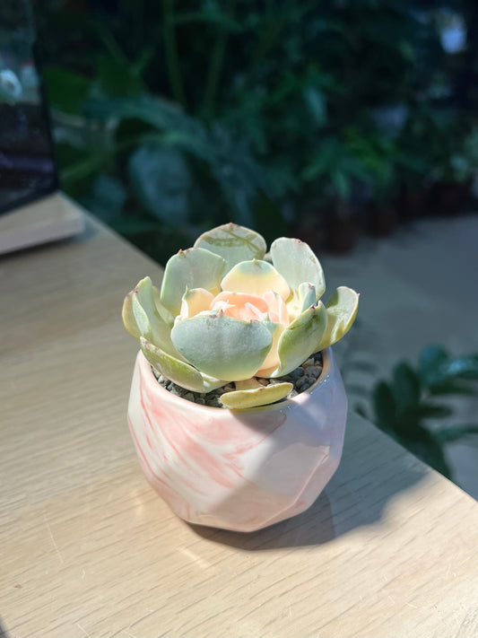 Echeveria in Marble Pot