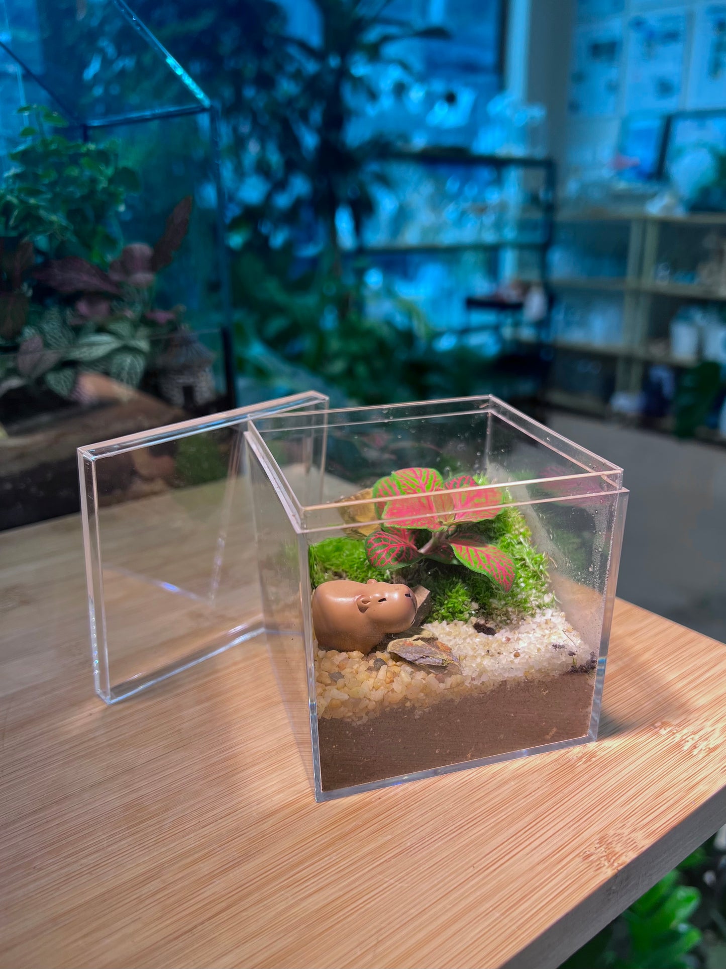 Fittonia with Moss Arrangement in Arcylic Terrarium with Capybara Figurine (L2)