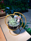 Valentine Gift - Airplant in Swinging Pot