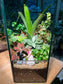 Fittonia, Ficus Pumila and Bromeliad with Moss Arrangement in “Will You Marry Me” Hexagonal Tall Terrarium