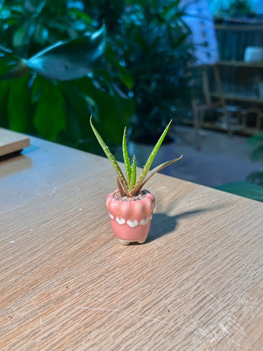 Aloe Vera (翠叶芦荟) in Pink Glazed Ceramic Pot