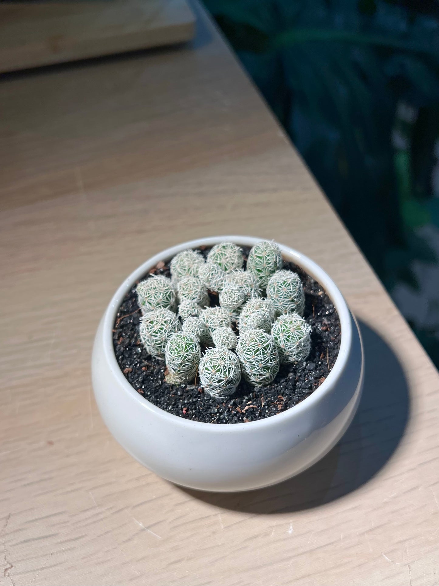 Mammillaria Gracilis (Cactus) in Round Ceramic Pot