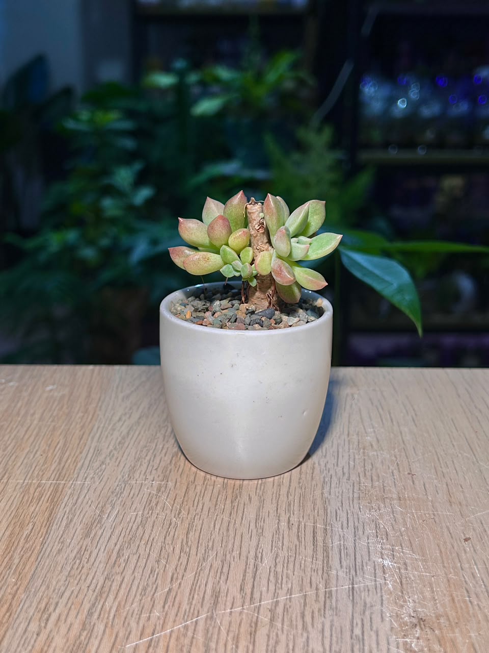 Ghost Plant (胧月) Graptopetalum Paraguayense in Glazed Ceramic Pot