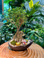 Serissa Ginseng Bonsai in Designer Pot