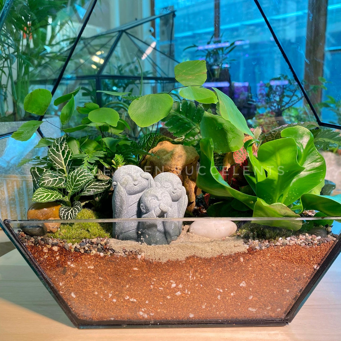 Hexagon Designer Glass Terrarium