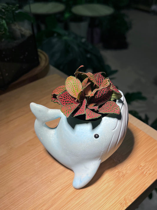 Fittonia in 🐋 Whale Pot