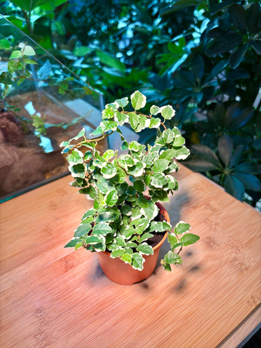 Ficus Pumila in Plastic Pot