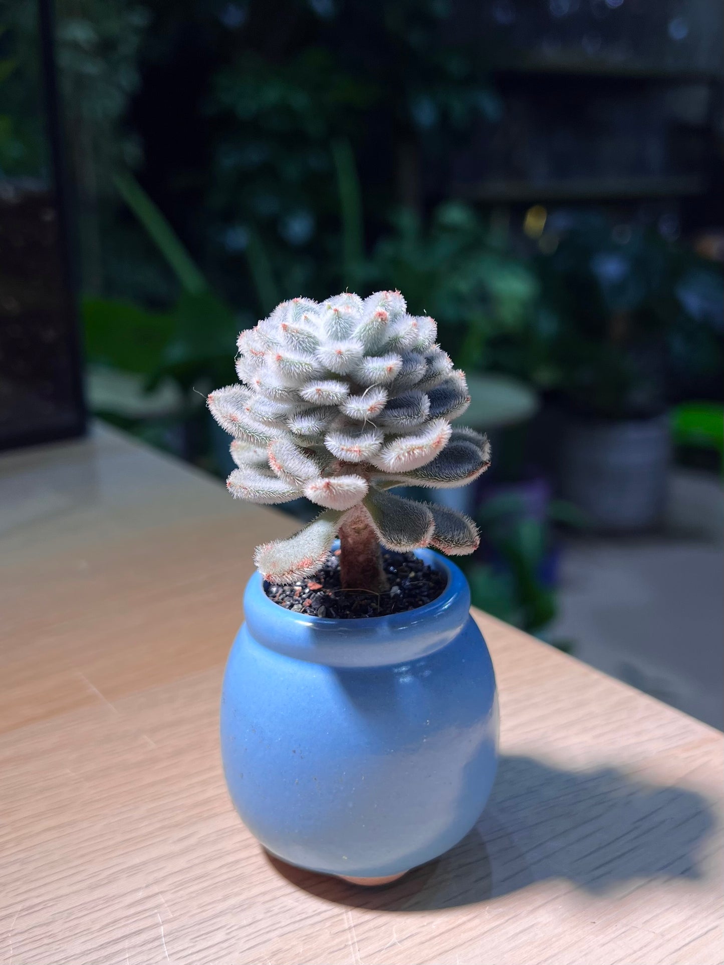 Echeveria Setosa in Sea Blue Ceramic Pot