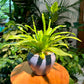 Asplenium Nidus Bird’s Nest Fern in Blue Designer Pot