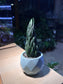 Haworthia Coarctata in Ceramic Pot