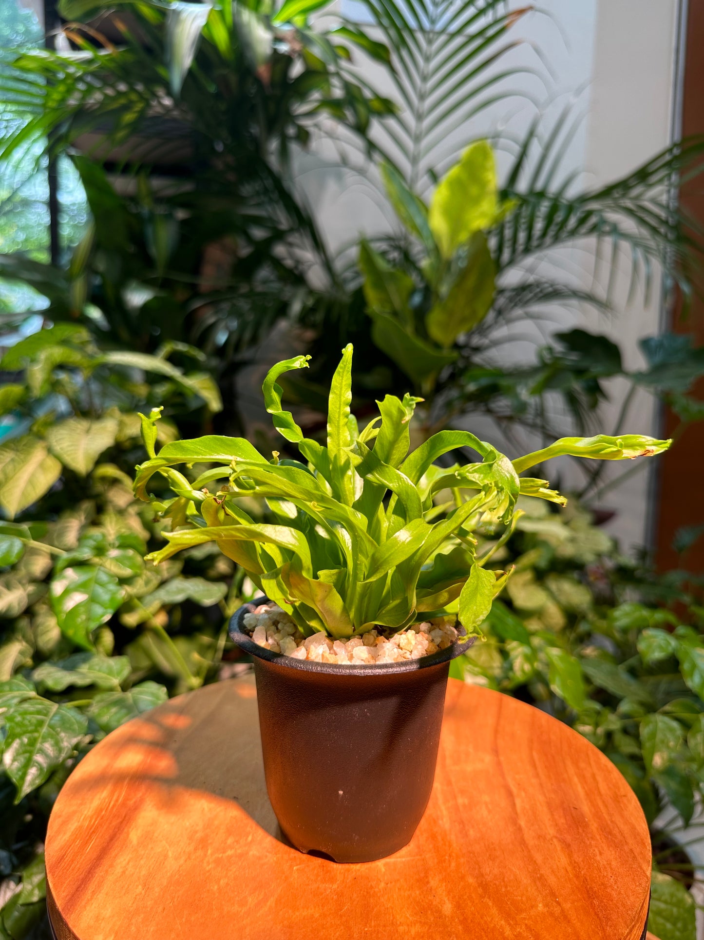 Asplenium Nidus Leslie in Black Plastic Pot