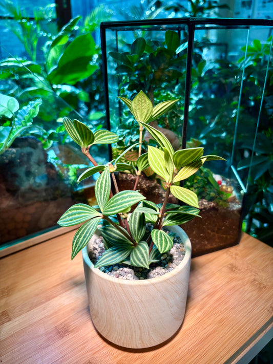 Peperomia Tetragona in Light Yellow Brownish Ceramic Pot