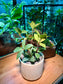 Peperomia Tetragona in Essential Pot 💫