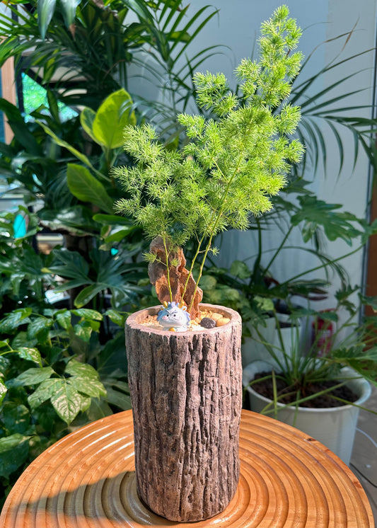 Asparagus Retrofractus in Tree Stump Designer Pot