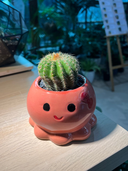 Cactus in Octopus Ceramic Pot