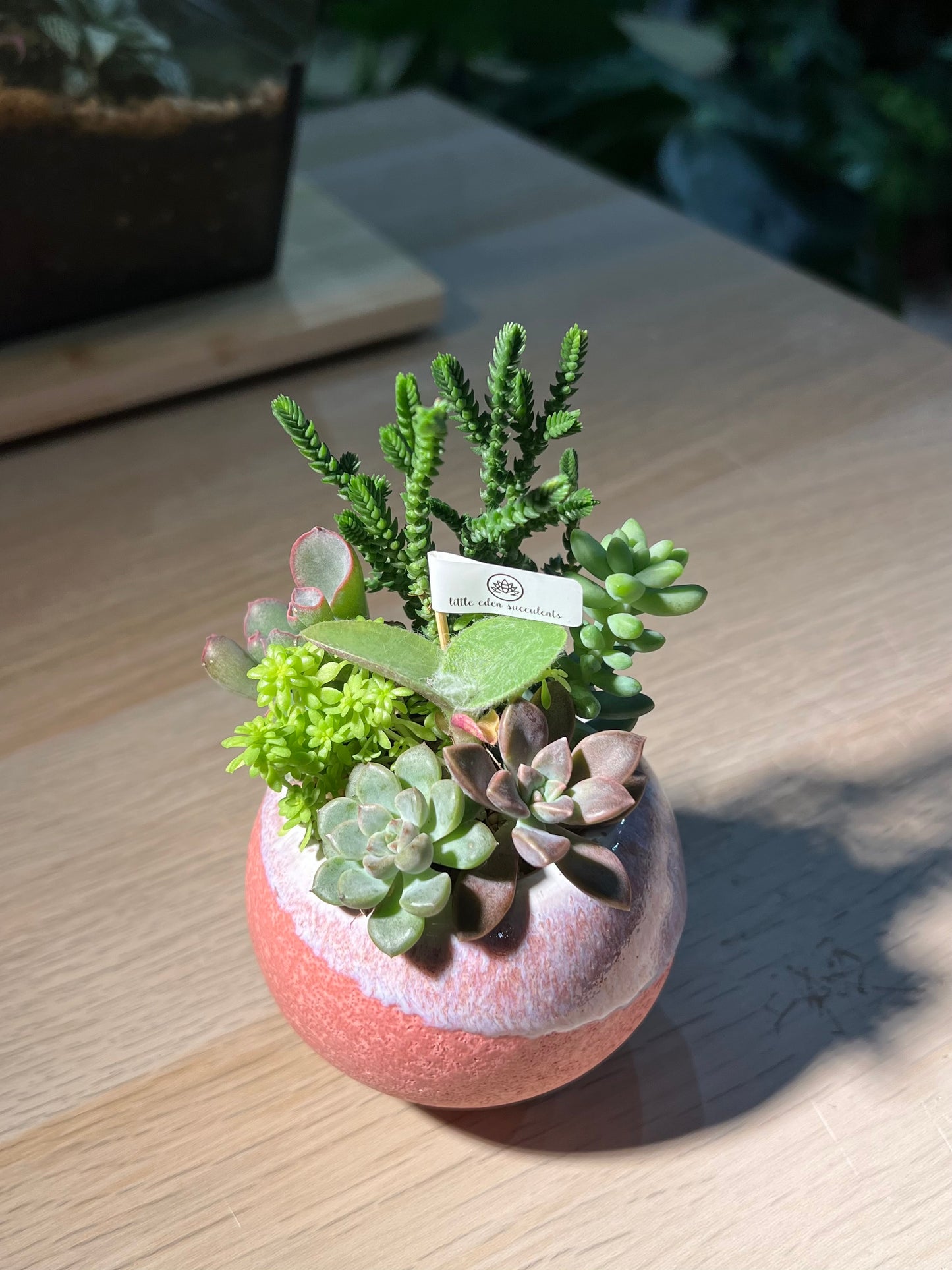 Succulent Arrangement in Ceramic Pot