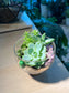 Succulent Arrangement in Round Bowl with Wooden Base Terrarium
