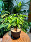 Pachira Aquatica in Black Plastic Pot (aka Money Tree)