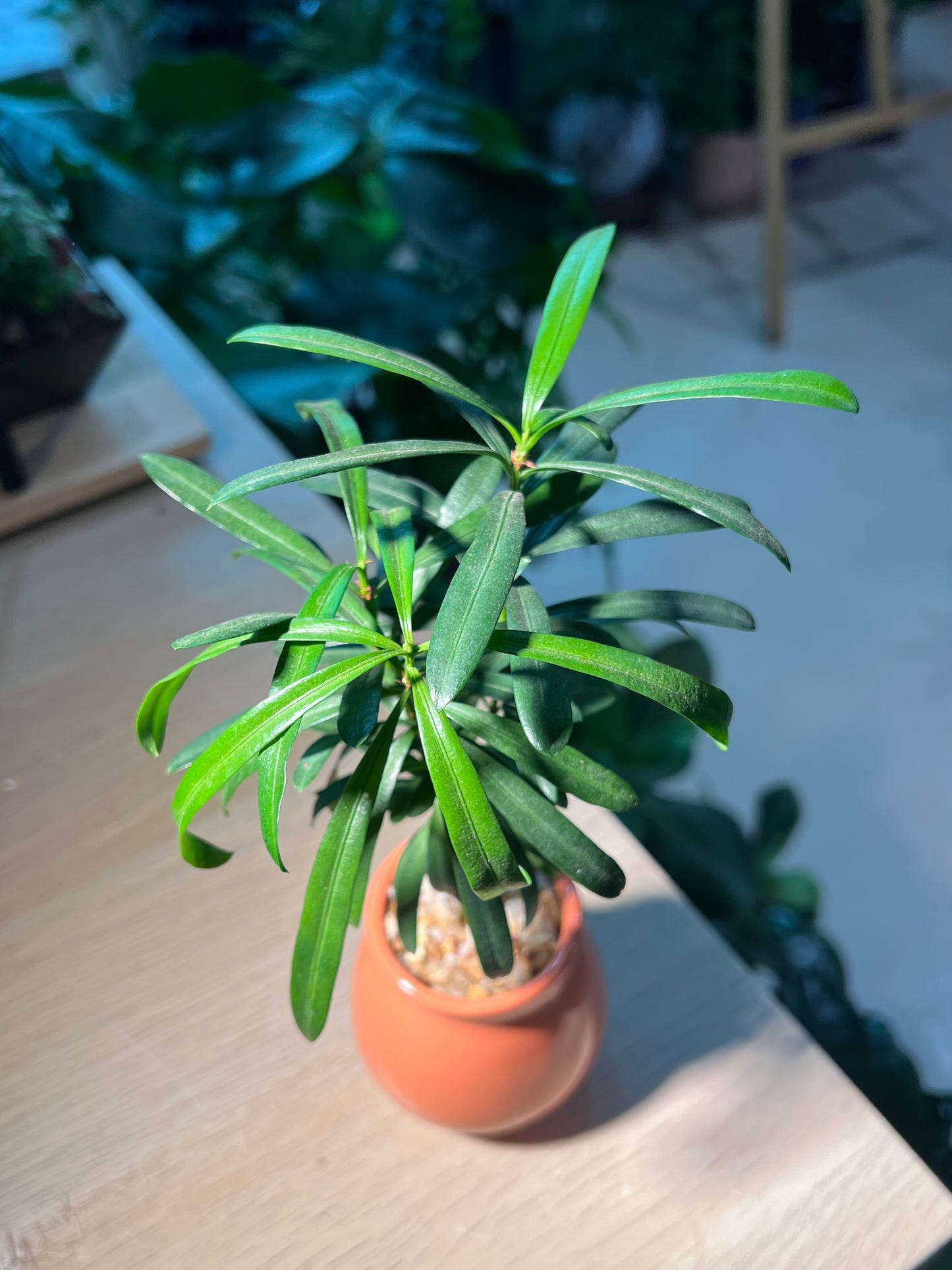 Podocarpus Macrophyllus (罗汉松) in Ceramic Pot