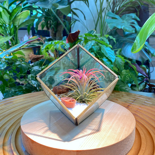 Airplant in Golden Frame Cubical Terrarium Glass