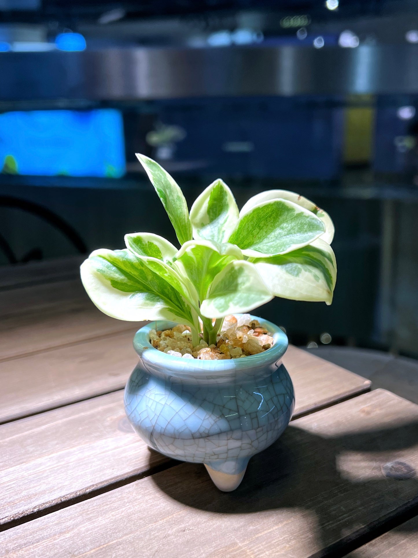 Peperomia Obtusifolia in Sky Blue Textured Designed Ceramic Pot