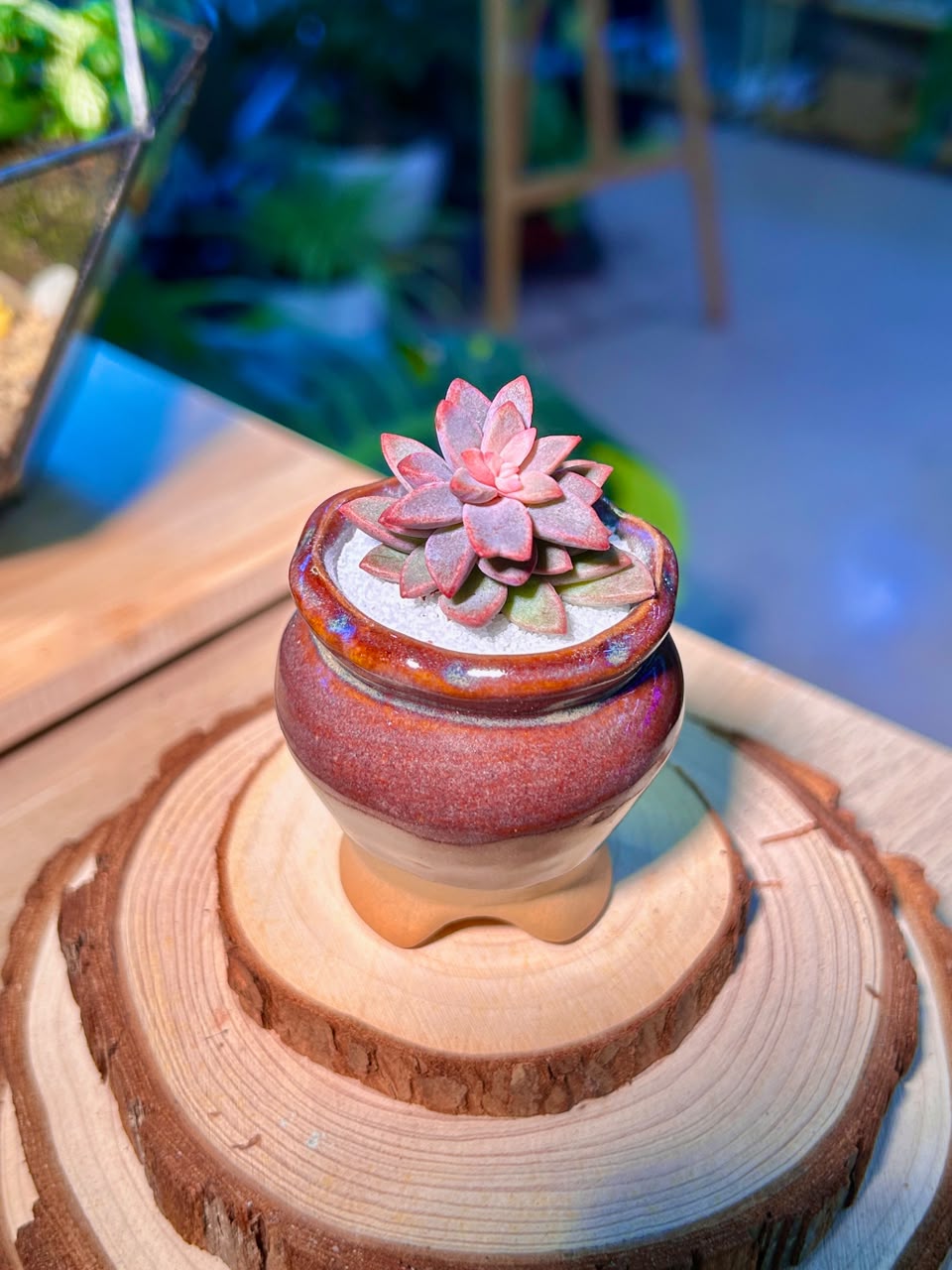 Echeveria Manaudes (Succulent) in a Ceramic Pot