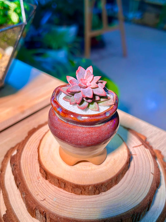 Echeveria Manaudes (Succulent) in a Ceramic Pot