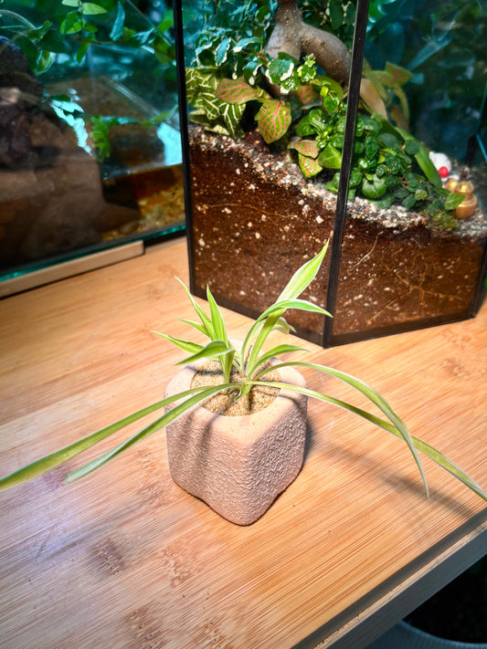 Chlorophytum Capense in Pastel Pink Pot 🌸