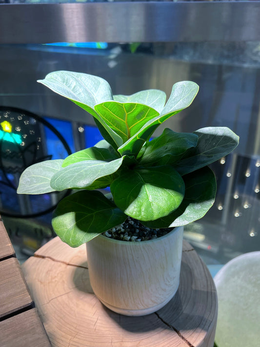 Fiddle-Leaf Fig (琴叶榕) in Light Yellow Ceramic Pot with Base Plate