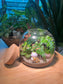 Fern and Fittonia Terrarium with Maneki-Neko